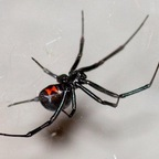 blackwidowfamiliar avatar