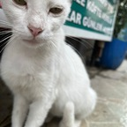 cemyildiz profile picture